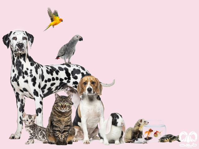 کارگاه همسایه‌های نزدیک ما از اهلی تا خانگی